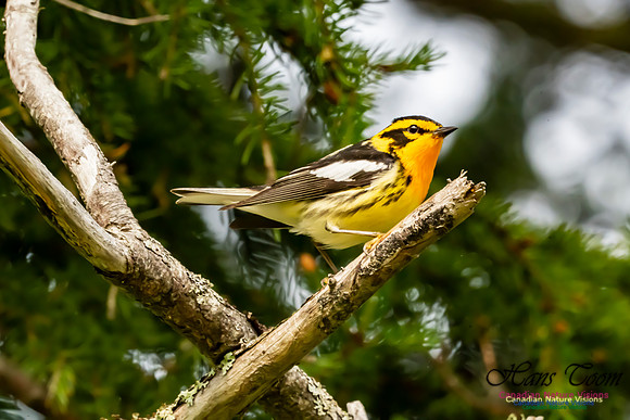 Blackburnian Warbler 1053