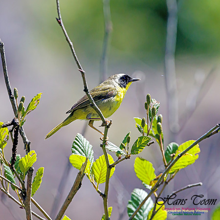 Common Yellowthroat 7
