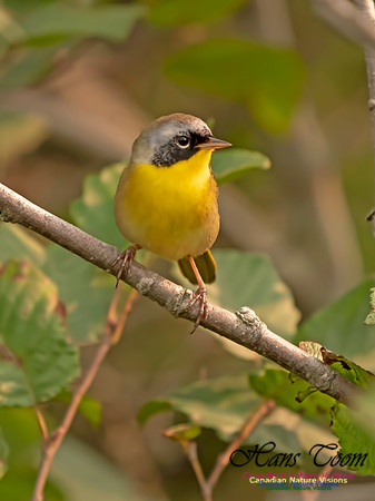Common Yellowthroat 6