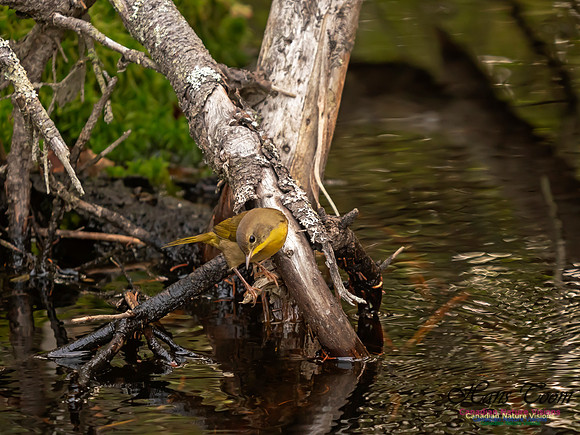 Common Yellowthroat 7