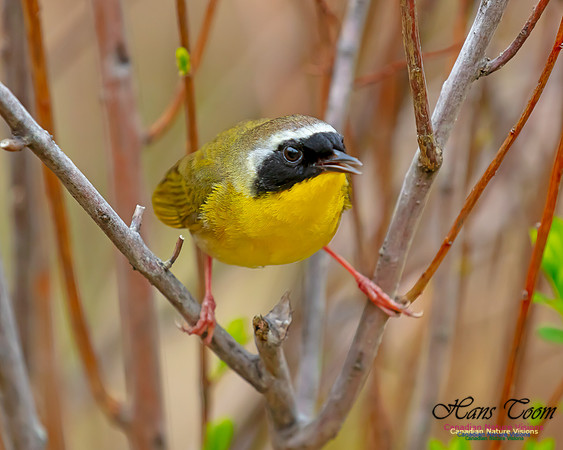 Common Yellowthroat 33