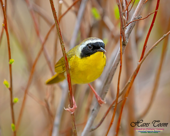 Common Yellowthroat 32