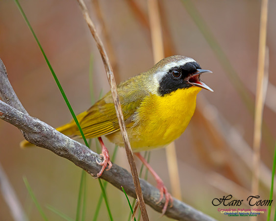 Common Yellowthroat 31