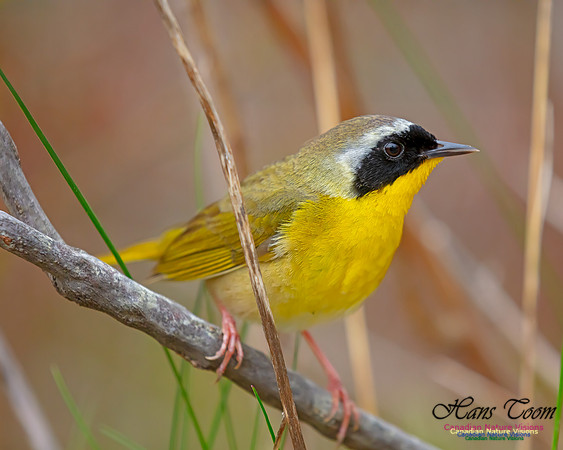 Common Yellowthroat 30