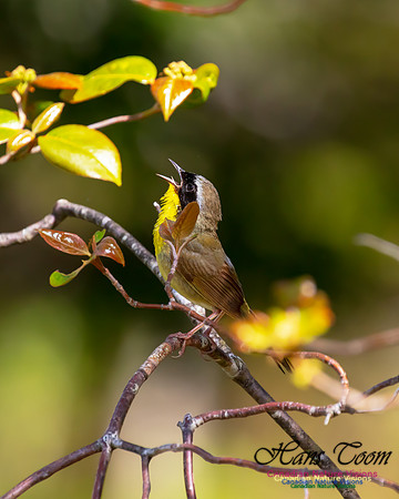 Common Yellowthroat 60