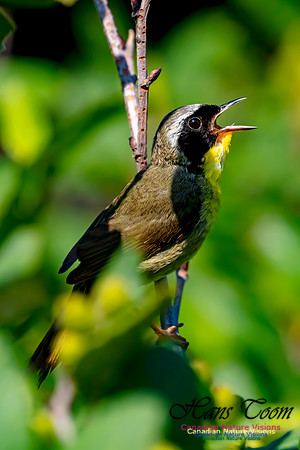 Common Yellowthroat 61