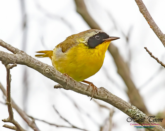 Common Yellowthroat 64