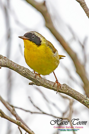 Common Yellowthroat 63