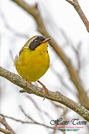 Common Yellowthroat 62