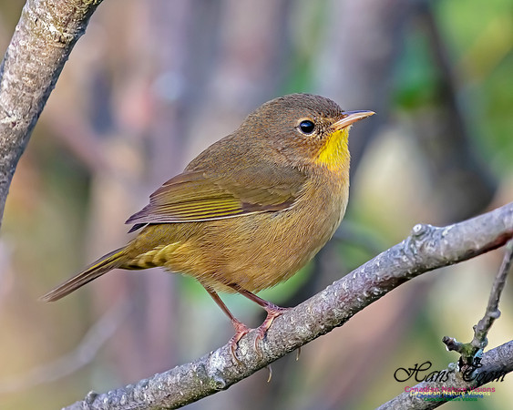 Common Yellowthroat 66
