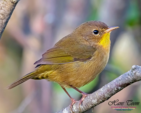 Common Yellowthroat 67