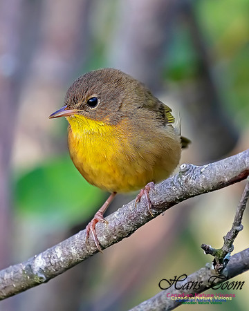 Common Yellowthroat 65