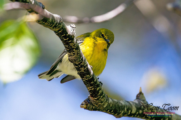 Pine Warbler 4