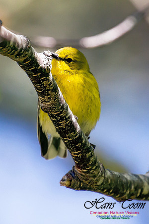 Pine Warbler 3