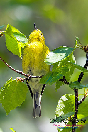 Pine Warbler 2