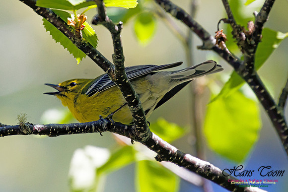 Pine Warbler 1