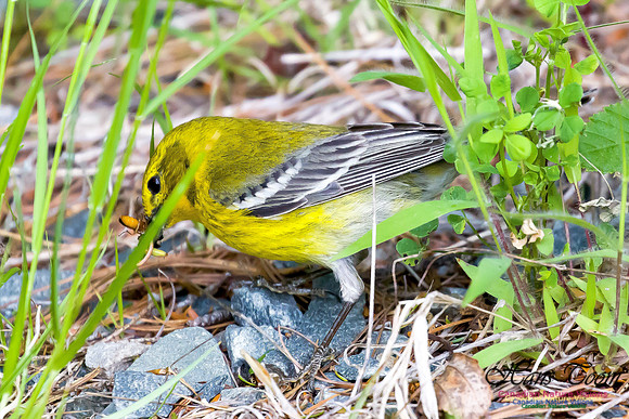 Pine Warbler 6