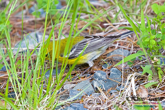 Pine Warbler 5