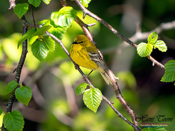 Pine Warbler 5