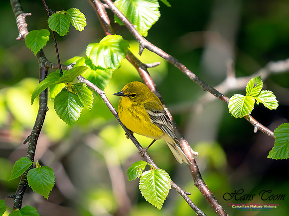 Pine Warbler 4