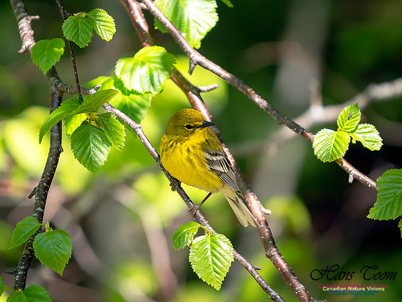 Pine Warbler 3