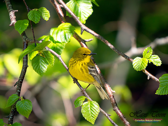 Pine Warbler 2