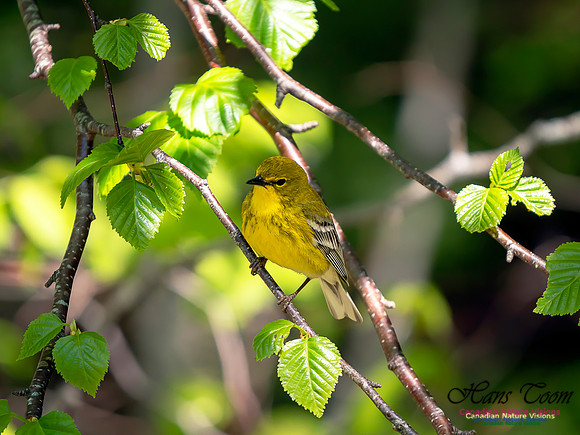 Pine Warbler 1