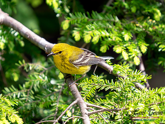 Pine Warbler 7