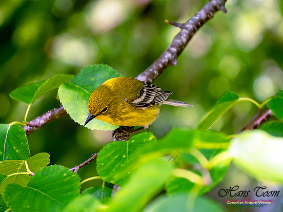 Pine Warbler 6