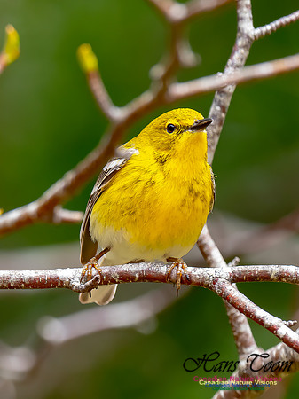 Pine Warbler 19