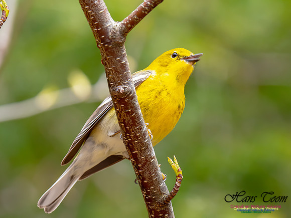 Pine Warbler 17