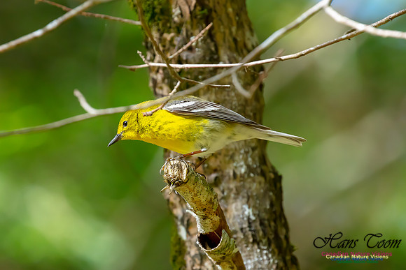 Pine Warbler 108