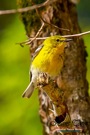 Pine Warbler 107