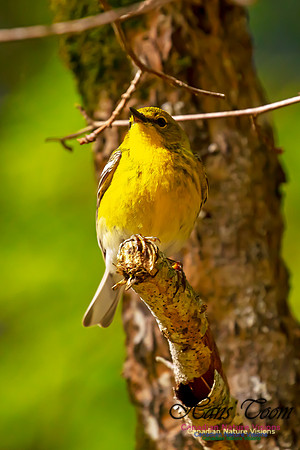 Pine Warbler 106