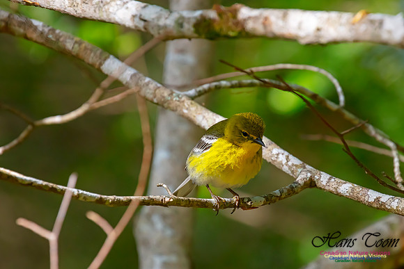 Pine Warbler 104
