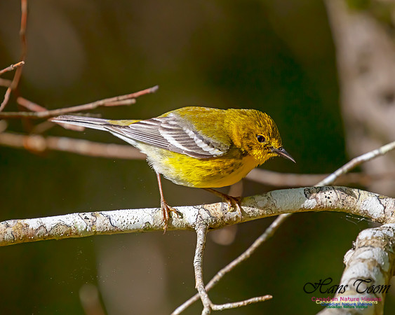 Pine Warbler 101