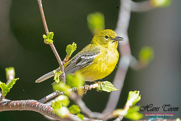 Pine Warbler 200