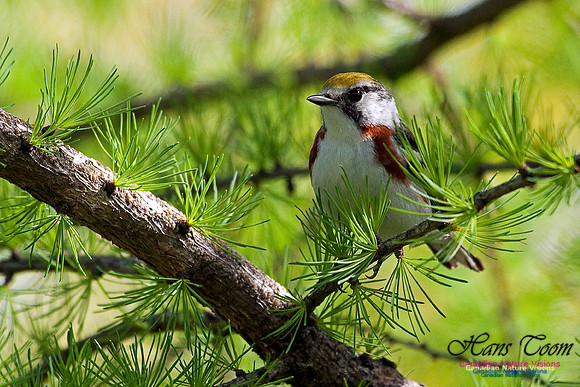 Chestnut-sided Warbler