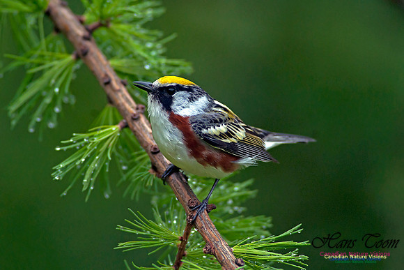 Chestnut-sided Warbler
