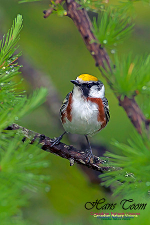 Chestnut-sided Warbler