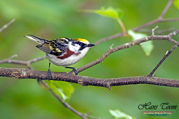 Chestnut-sided Warbler