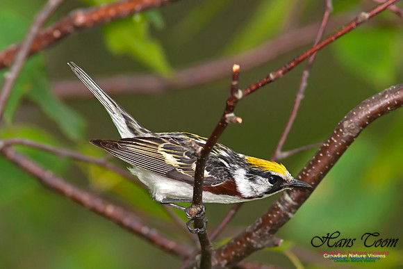 Chestnut-sided Warbler