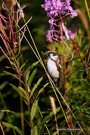 Chestnut-sided Warbler