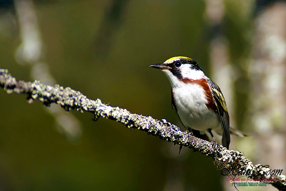 Chestnut-sided Warbler