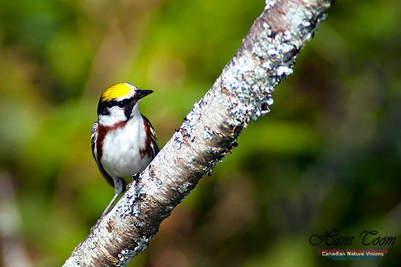 Chestnut-sided Warbler