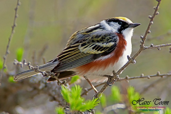 Chestnut-sided Warbler