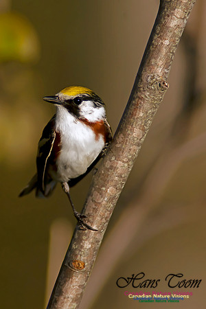 Chestnut-sided Warbler
