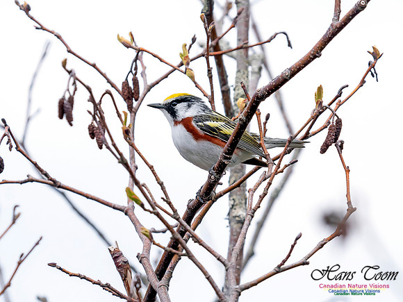 Chestnut-sided Warbler 3