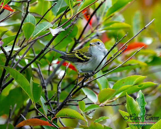 Chestnut-sided Warbler 5
