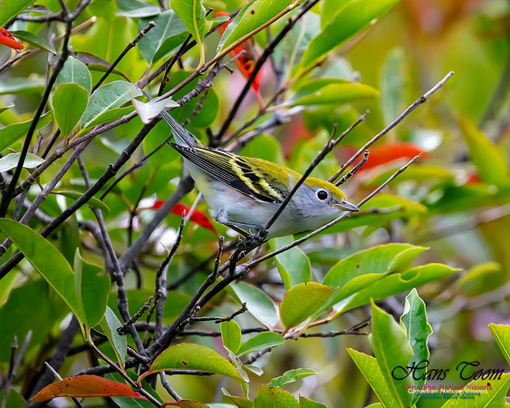 Chestnut-sided Warbler 6
